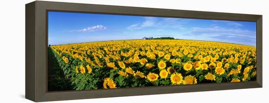 Field of Sunflowers Kansas USA-null-Framed Stretched Canvas