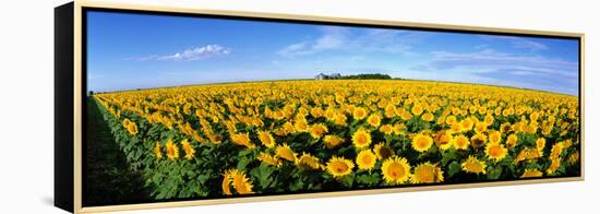 Field of Sunflowers Kansas USA-null-Framed Stretched Canvas