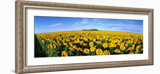 Field of Sunflowers Kansas USA-null-Framed Photographic Print