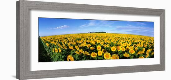 Field of Sunflowers Kansas USA-null-Framed Photographic Print