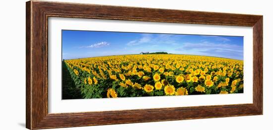 Field of Sunflowers Kansas USA-null-Framed Photographic Print