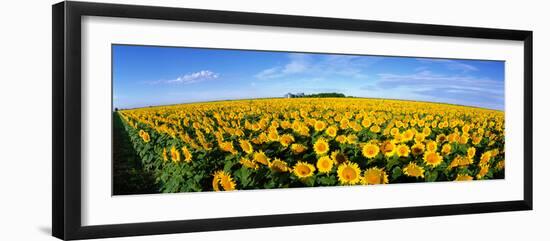 Field of Sunflowers Kansas USA-null-Framed Photographic Print