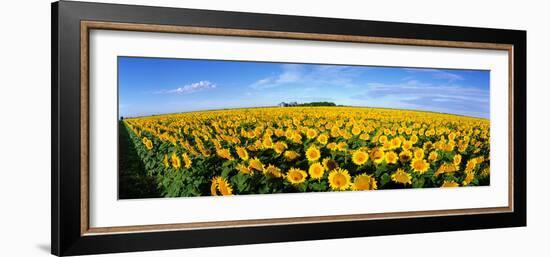 Field of Sunflowers Kansas USA-null-Framed Photographic Print