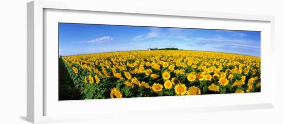 Field of Sunflowers Kansas USA-null-Framed Photographic Print