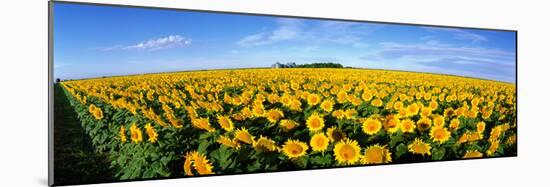 Field of Sunflowers Kansas USA-null-Mounted Photographic Print