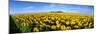 Field of Sunflowers Kansas USA-null-Mounted Photographic Print