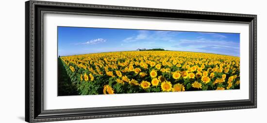 Field of Sunflowers Kansas USA-null-Framed Photographic Print