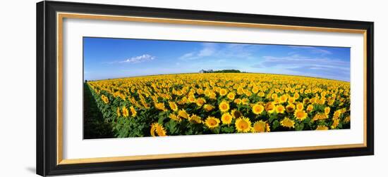 Field of Sunflowers Kansas USA-null-Framed Photographic Print