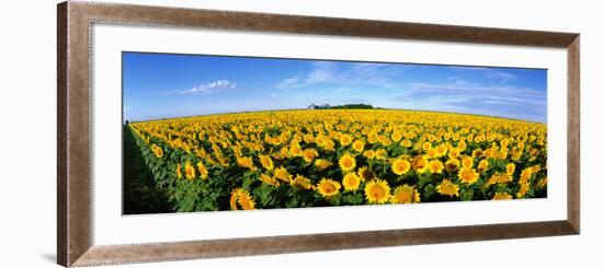 Field of Sunflowers Kansas USA-null-Framed Photographic Print