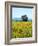 Field of Sunflowers, Lake of Bolsena, Bolsena, Viterbo Province, Latium, Italy-Nico Tondini-Framed Photographic Print