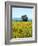 Field of Sunflowers, Lake of Bolsena, Bolsena, Viterbo Province, Latium, Italy-Nico Tondini-Framed Photographic Print