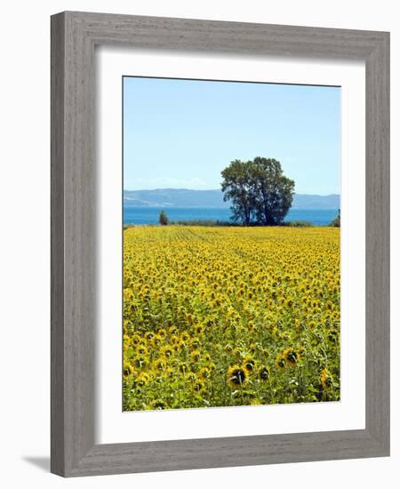 Field of Sunflowers, Lake of Bolsena, Bolsena, Viterbo Province, Latium, Italy-Nico Tondini-Framed Photographic Print