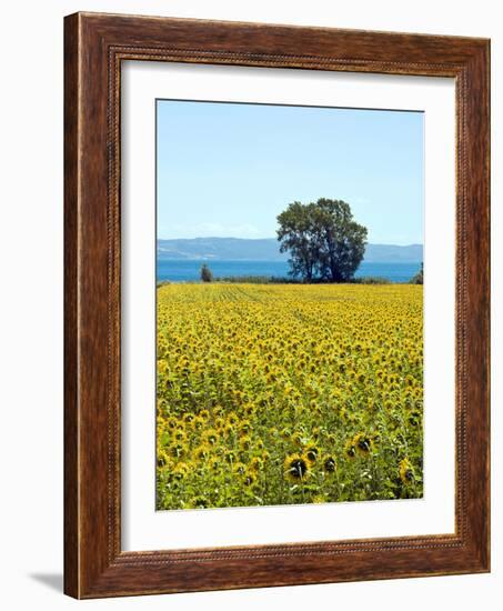 Field of Sunflowers, Lake of Bolsena, Bolsena, Viterbo Province, Latium, Italy-Nico Tondini-Framed Photographic Print