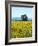 Field of Sunflowers, Lake of Bolsena, Bolsena, Viterbo Province, Latium, Italy-Nico Tondini-Framed Photographic Print