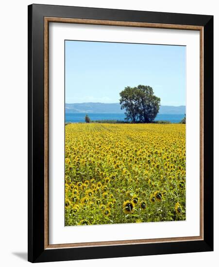 Field of Sunflowers, Lake of Bolsena, Bolsena, Viterbo Province, Latium, Italy-Nico Tondini-Framed Photographic Print