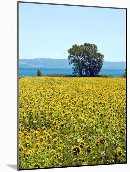 Field of Sunflowers, Lake of Bolsena, Bolsena, Viterbo Province, Latium, Italy-Nico Tondini-Mounted Photographic Print