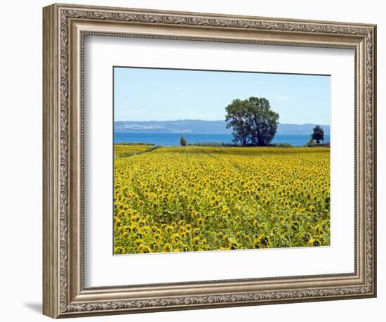 Field of Sunflowers, Lake of Bolsena, Bolsena, Viterbo Province, Latium, Italy-Nico Tondini-Framed Photographic Print