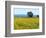 Field of Sunflowers, Lake of Bolsena, Bolsena, Viterbo Province, Latium, Italy-Nico Tondini-Framed Photographic Print