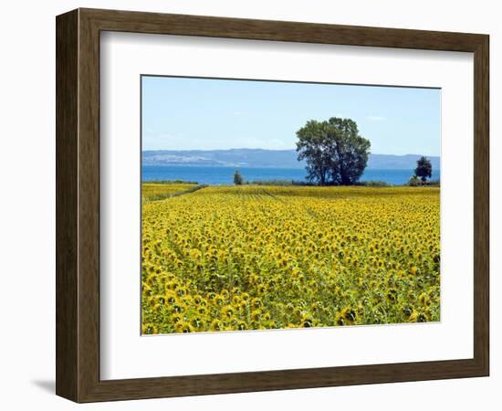 Field of Sunflowers, Lake of Bolsena, Bolsena, Viterbo Province, Latium, Italy-Nico Tondini-Framed Photographic Print