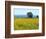 Field of Sunflowers, Lake of Bolsena, Bolsena, Viterbo Province, Latium, Italy-Nico Tondini-Framed Photographic Print