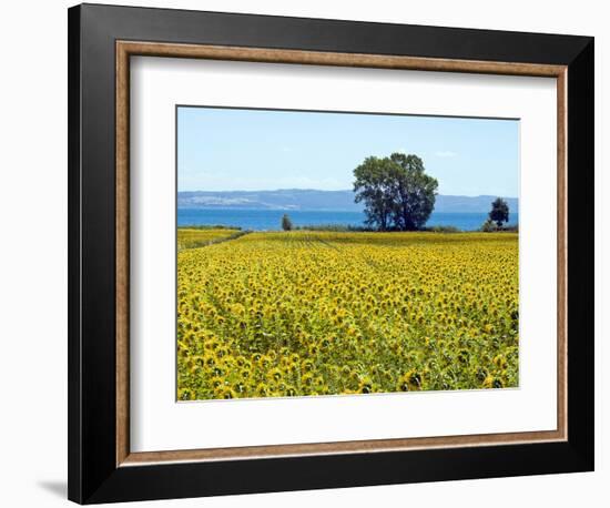 Field of Sunflowers, Lake of Bolsena, Bolsena, Viterbo Province, Latium, Italy-Nico Tondini-Framed Photographic Print