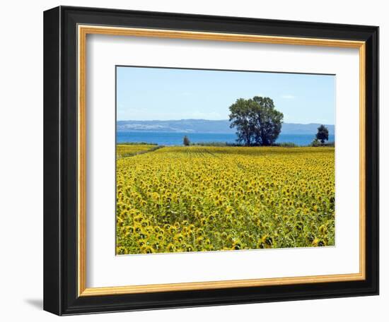 Field of Sunflowers, Lake of Bolsena, Bolsena, Viterbo Province, Latium, Italy-Nico Tondini-Framed Photographic Print