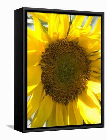 Field of Sunflowers, Languedoc, France, Europe-Martin Child-Framed Premier Image Canvas