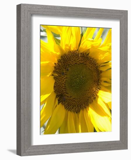 Field of Sunflowers, Languedoc, France, Europe-Martin Child-Framed Photographic Print