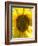 Field of Sunflowers, Languedoc, France, Europe-Martin Child-Framed Photographic Print