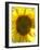 Field of Sunflowers, Languedoc, France, Europe-Martin Child-Framed Photographic Print