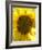 Field of Sunflowers, Languedoc, France, Europe-Martin Child-Framed Photographic Print