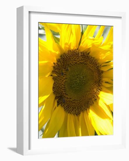 Field of Sunflowers, Languedoc, France, Europe-Martin Child-Framed Photographic Print