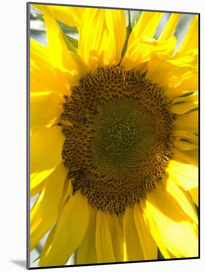 Field of Sunflowers, Languedoc, France, Europe-Martin Child-Mounted Photographic Print