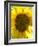 Field of Sunflowers, Languedoc, France, Europe-Martin Child-Framed Photographic Print