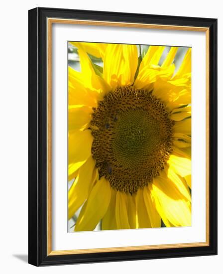 Field of Sunflowers, Languedoc, France, Europe-Martin Child-Framed Photographic Print