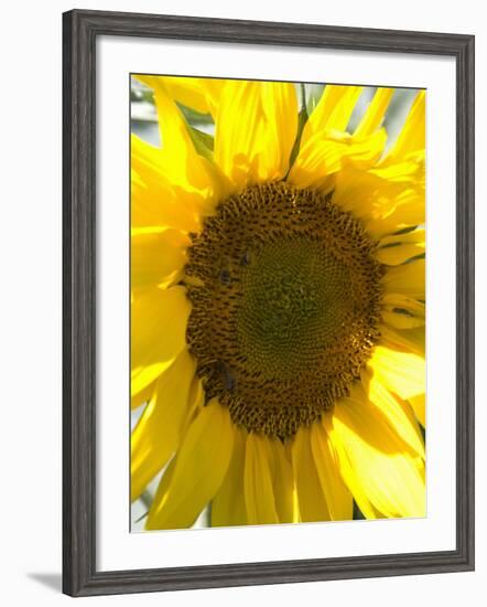 Field of Sunflowers, Languedoc, France, Europe-Martin Child-Framed Photographic Print