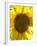 Field of Sunflowers, Languedoc, France, Europe-Martin Child-Framed Photographic Print