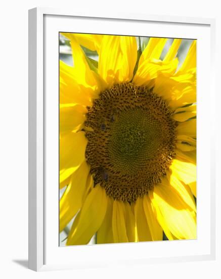 Field of Sunflowers, Languedoc, France, Europe-Martin Child-Framed Photographic Print