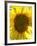 Field of Sunflowers, Languedoc, France, Europe-Martin Child-Framed Photographic Print