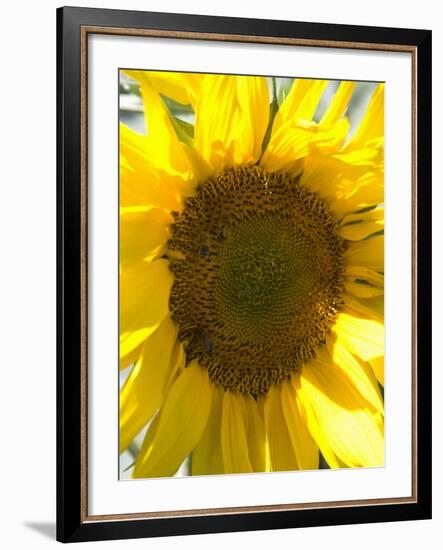 Field of Sunflowers, Languedoc, France, Europe-Martin Child-Framed Photographic Print