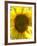 Field of Sunflowers, Languedoc, France, Europe-Martin Child-Framed Photographic Print