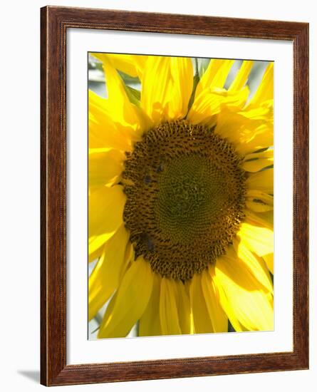 Field of Sunflowers, Languedoc, France, Europe-Martin Child-Framed Photographic Print