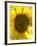 Field of Sunflowers, Languedoc, France, Europe-Martin Child-Framed Photographic Print