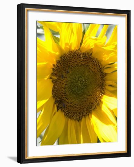 Field of Sunflowers, Languedoc, France, Europe-Martin Child-Framed Photographic Print