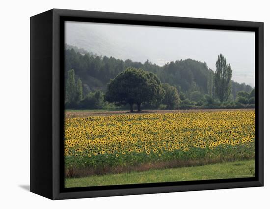 Field of Sunflowers Near Ferrassieres, Drome, Rhone Alpes, France-Michael Busselle-Framed Premier Image Canvas