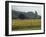 Field of Sunflowers Near Ferrassieres, Drome, Rhone Alpes, France-Michael Busselle-Framed Photographic Print