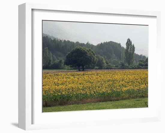 Field of Sunflowers Near Ferrassieres, Drome, Rhone Alpes, France-Michael Busselle-Framed Photographic Print