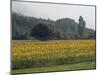 Field of Sunflowers Near Ferrassieres, Drome, Rhone Alpes, France-Michael Busselle-Mounted Photographic Print