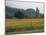 Field of Sunflowers Near Ferrassieres, Drome, Rhone Alpes, France-Michael Busselle-Mounted Photographic Print