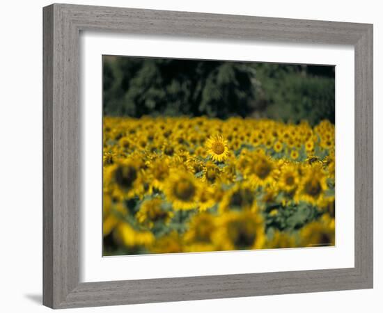 Field of Sunflowers Near Priene, Anatolia, Turkey-R H Productions-Framed Photographic Print